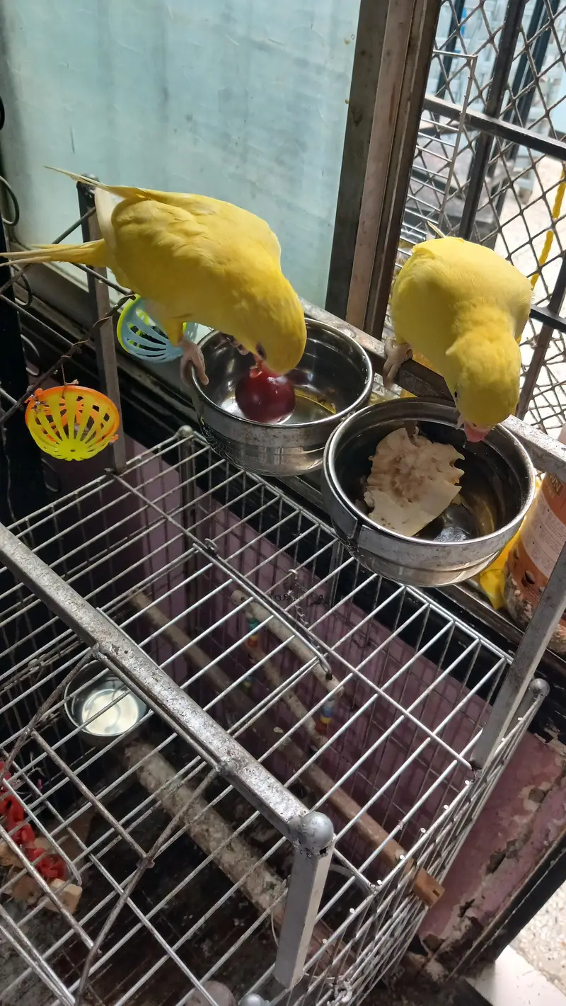 yellow Ringneck pair with Fancy cage — photo 3