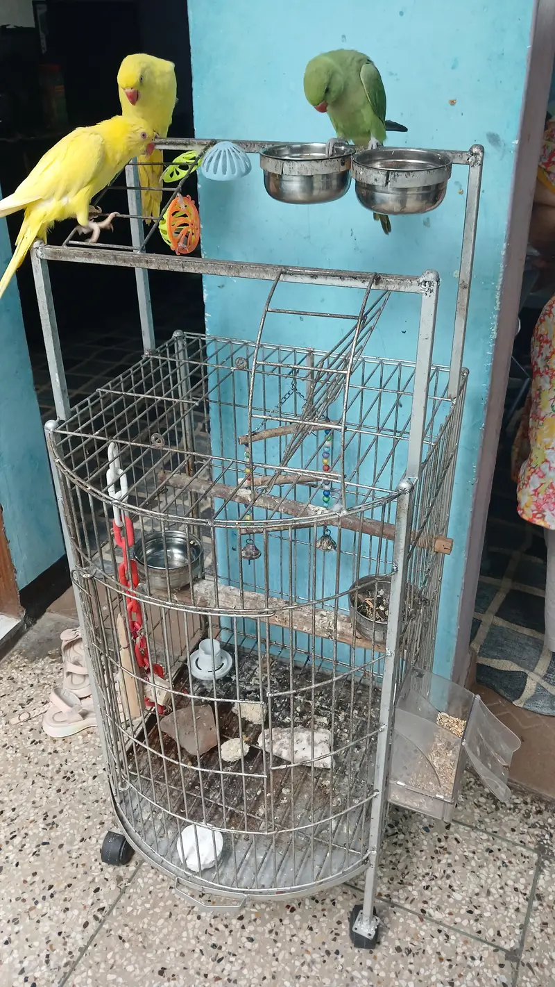 yellow Ringneck pair with Fancy cage — photo 4