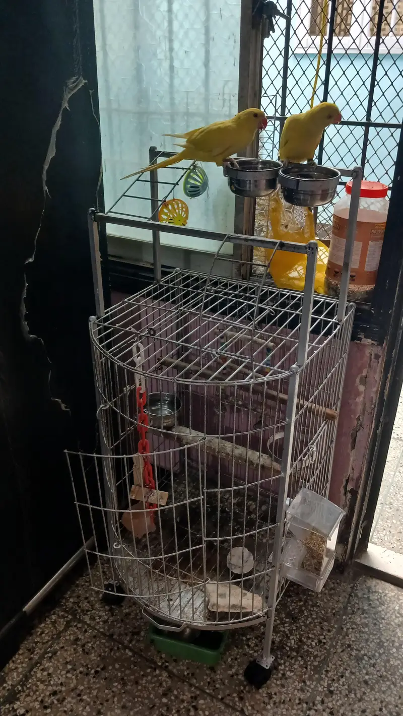 yellow Ringneck pair with Fancy cage — photo 5