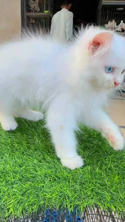 Persian female kitten oded eyes for sale