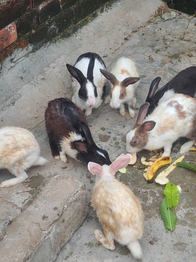 Rabits desi