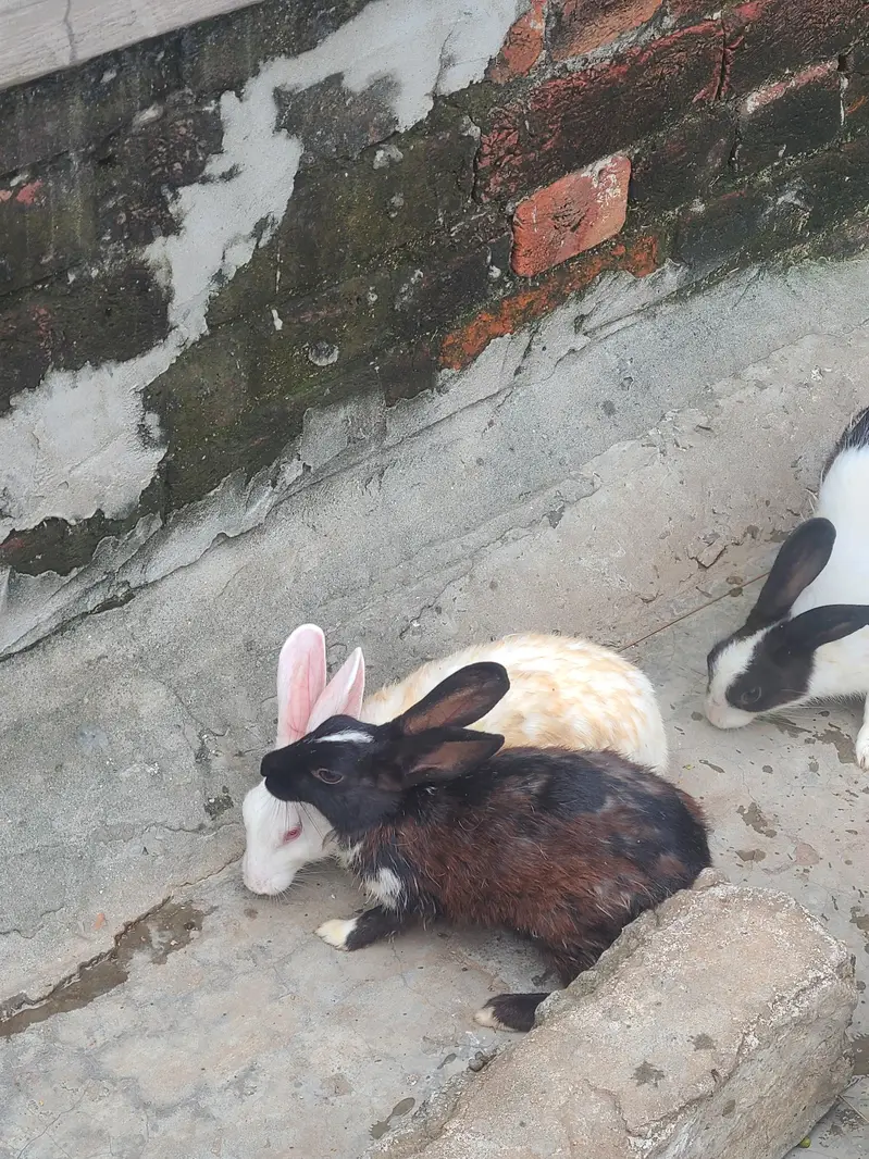 Rabits desi — photo 2