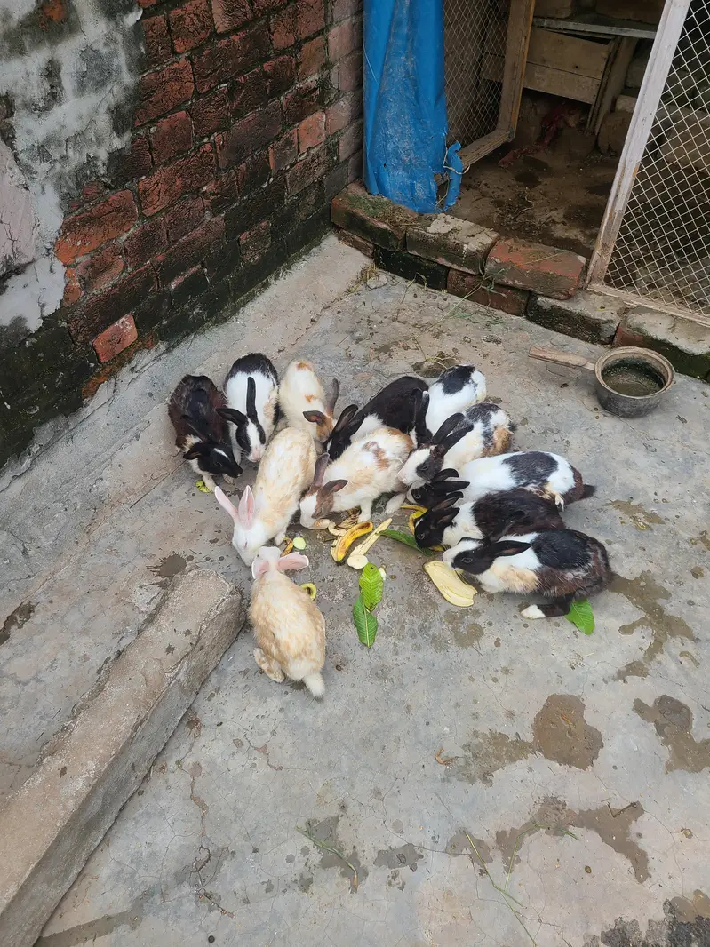 Rabits desi — photo 3