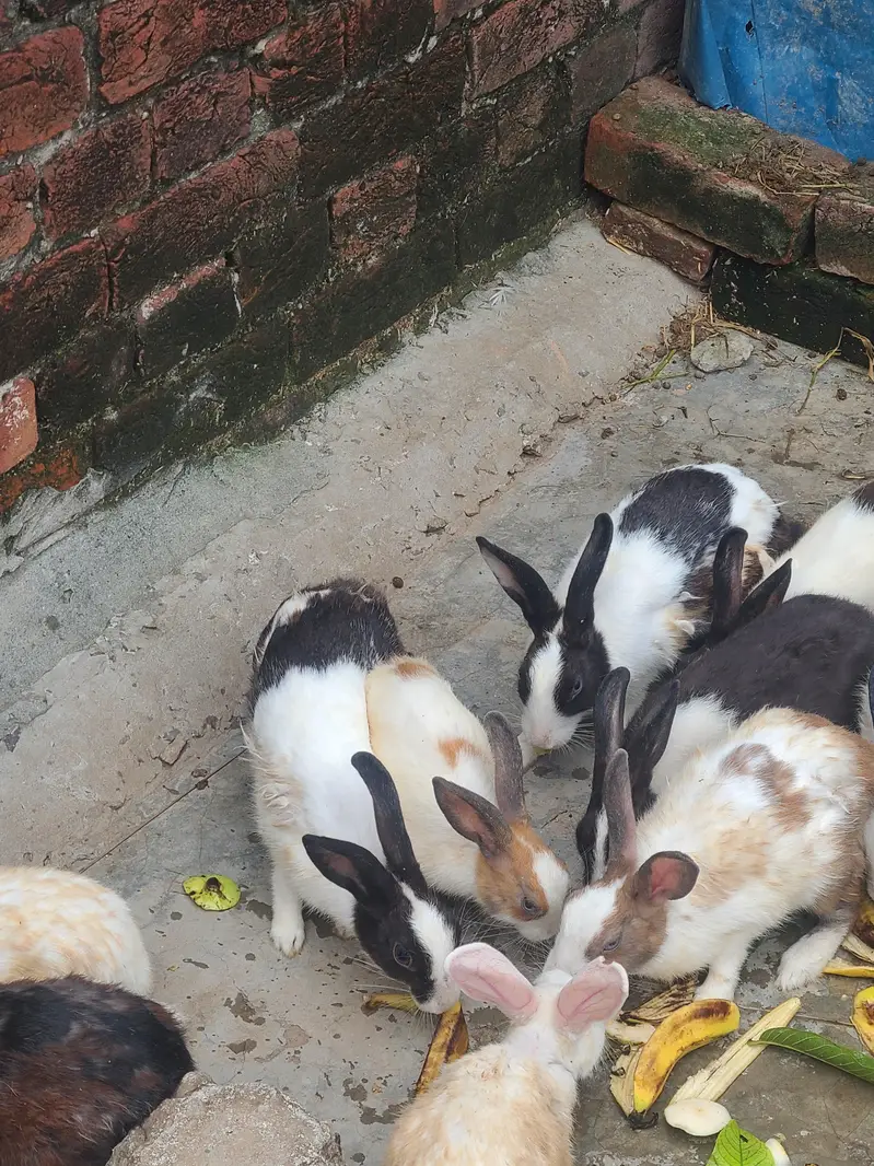 Rabits desi — photo 4