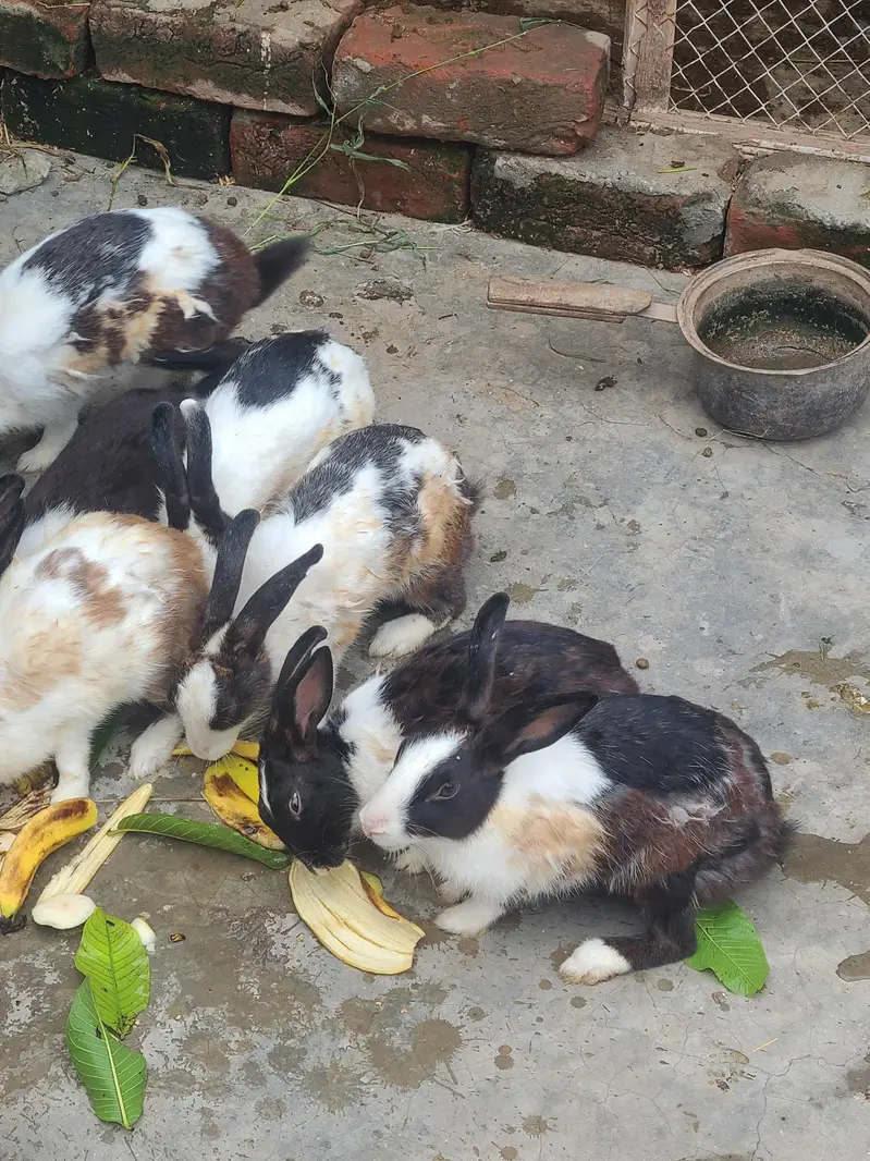 Rabits desi — photo 5