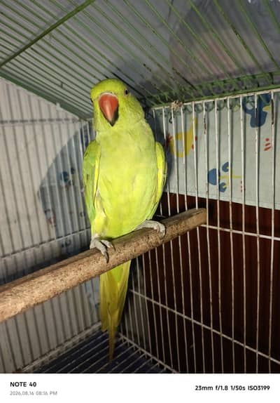 ringneck male beautiful hand tame
