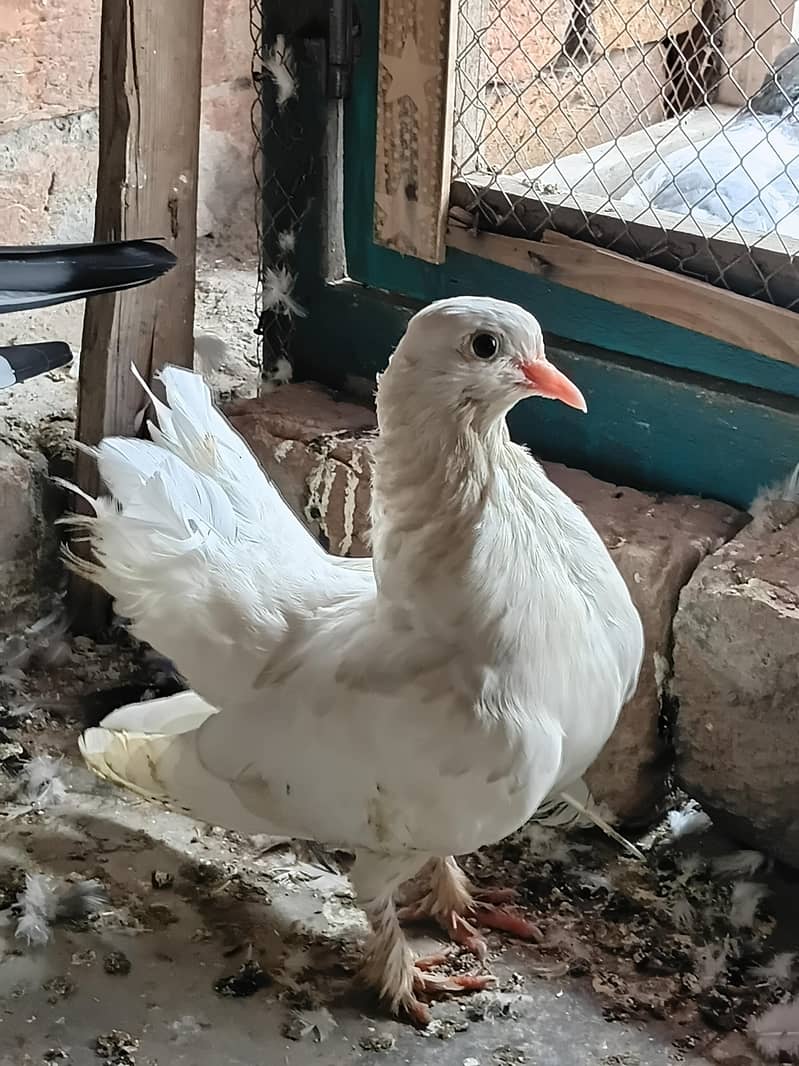 fancy pigeon 0