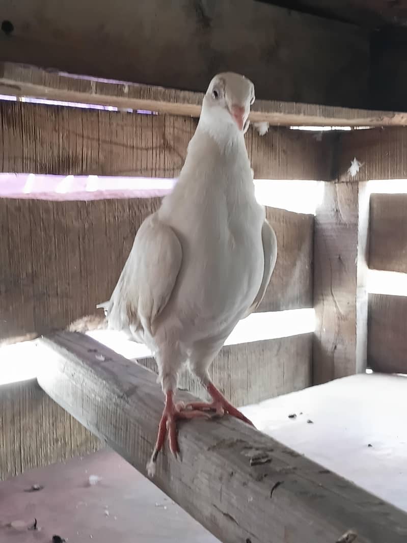 fancy pigeon 1
