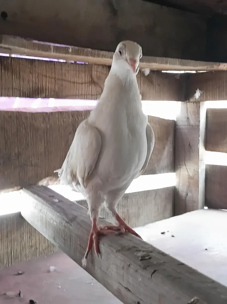 fancy pigeon — photo 2