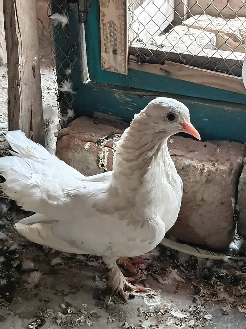 fancy pigeon 2
