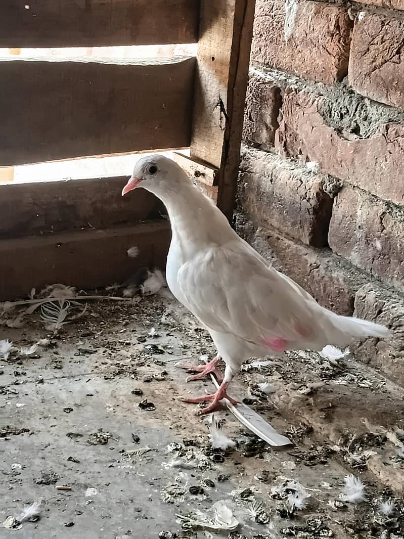 fancy pigeon 3
