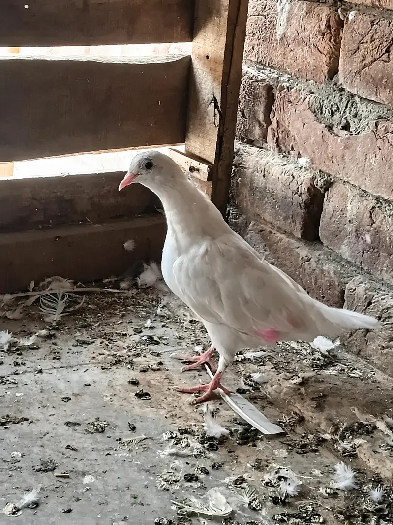 fancy pigeon — photo 4