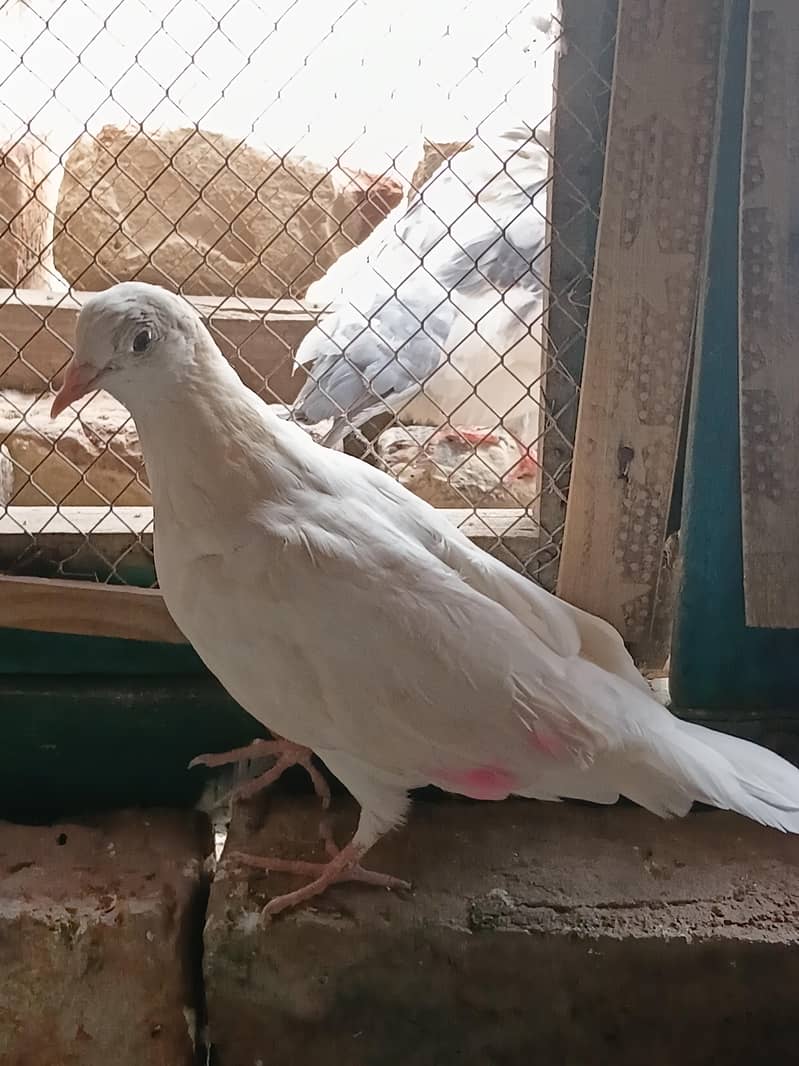 fancy pigeon 4