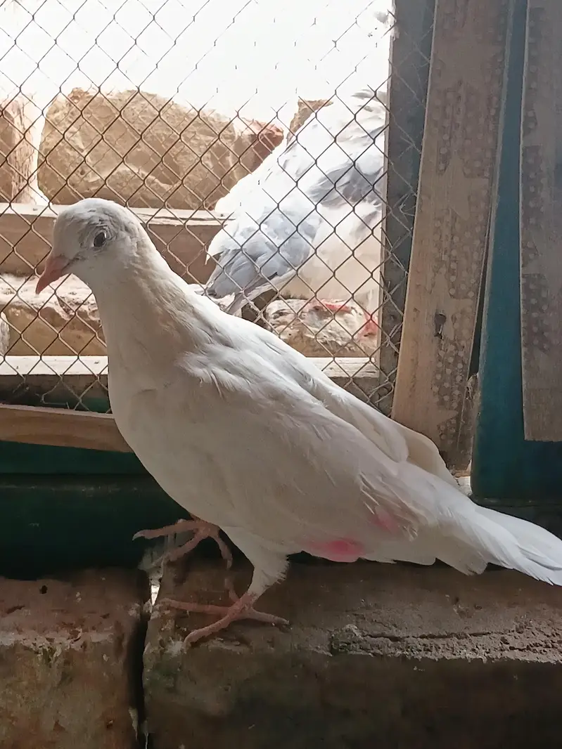 fancy pigeon — photo 5