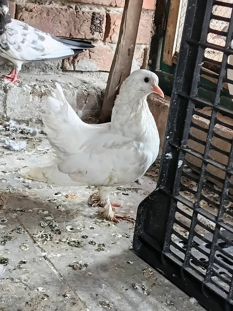 fancy pigeon 5