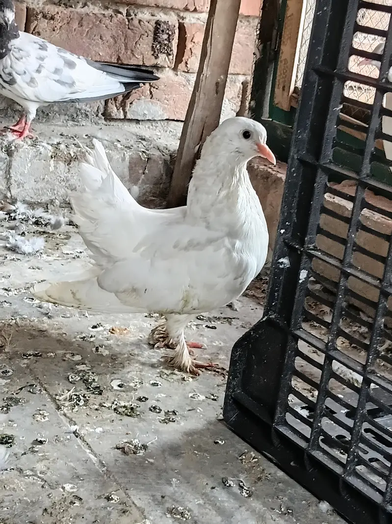 fancy pigeon — photo 6