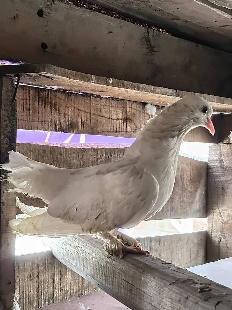 fancy pigeon 6
