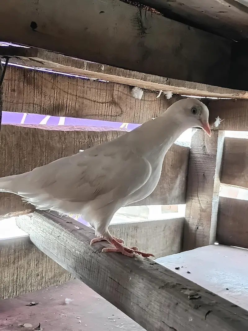 fancy pigeon — photo 8