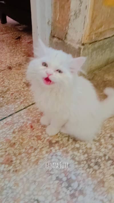 kitten