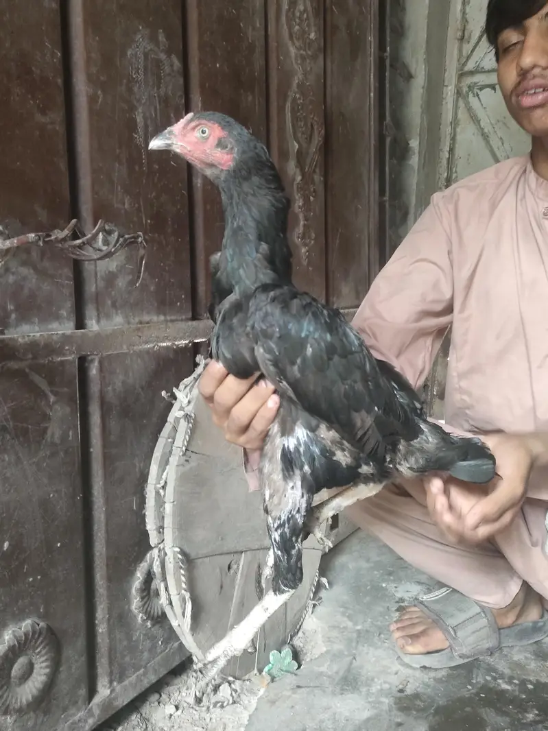 female healthy aseel pure hen — photo 4