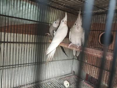 different Cockatiel for sale home breed including emerald