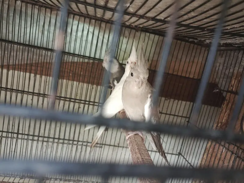 different Cockatiel for sale home breed including emerald — photo 2