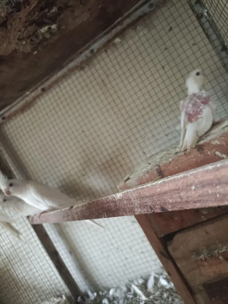 different Cockatiel for sale home breed including emerald — photo 3