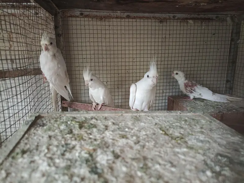different Cockatiel for sale home breed including emerald — photo 4