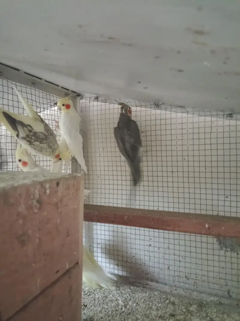 different Cockatiel for sale home breed including emerald — photo 5