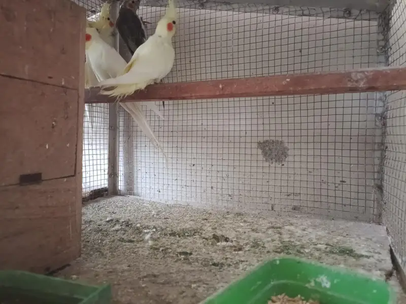 different Cockatiel for sale home breed including emerald — photo 6