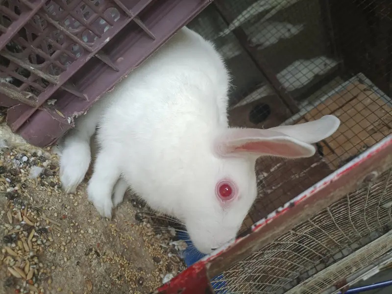 different Cockatiel for sale home breed including emerald — photo 7
