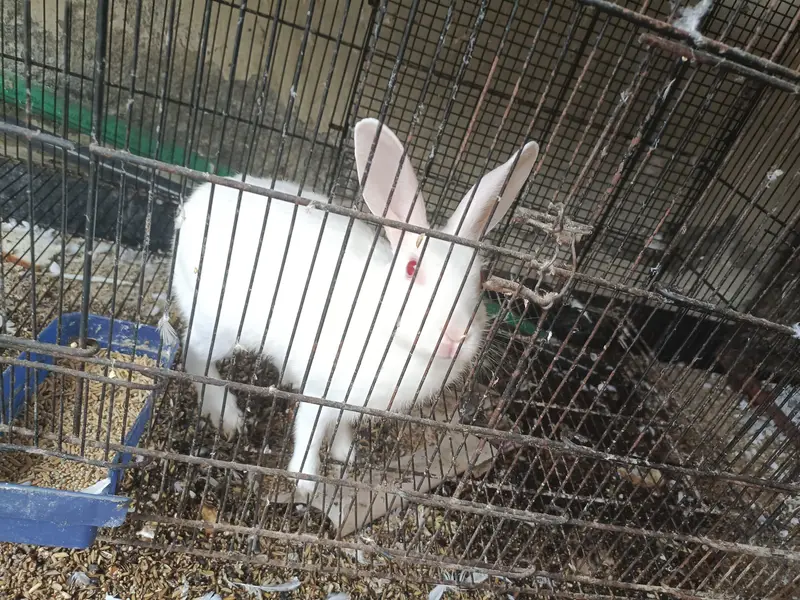 different Cockatiel for sale home breed including emerald — photo 8