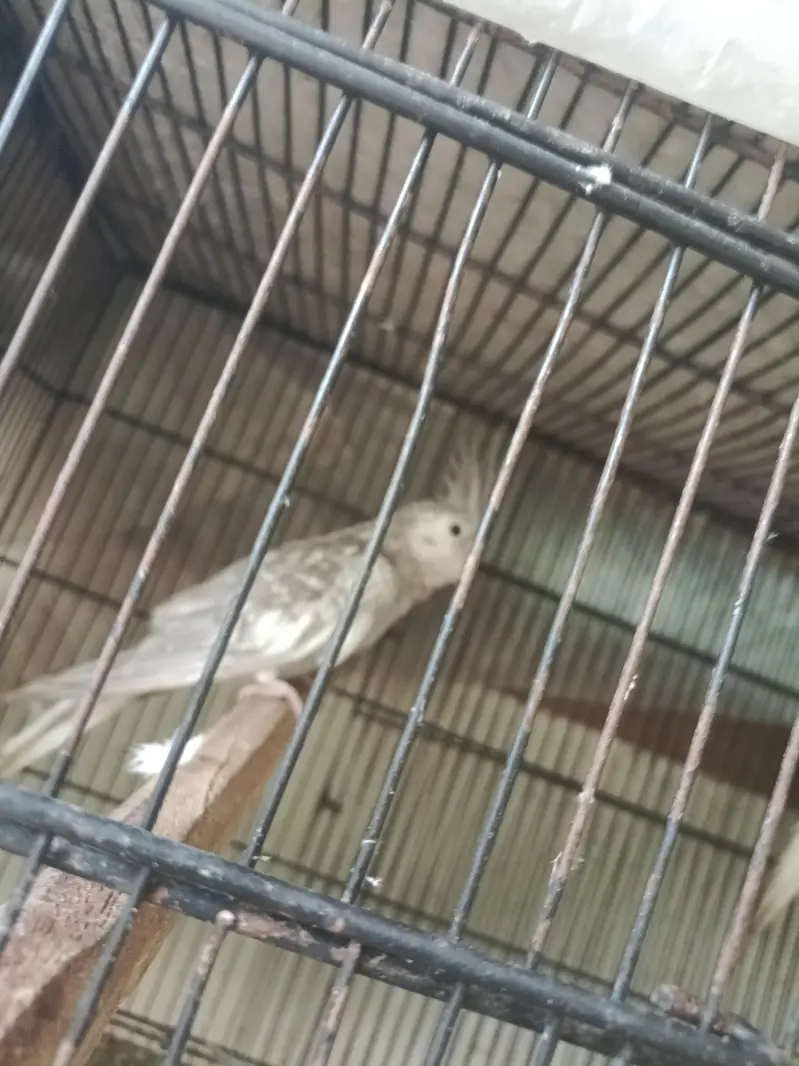 different Cockatiel for sale home breed including emerald — photo 9