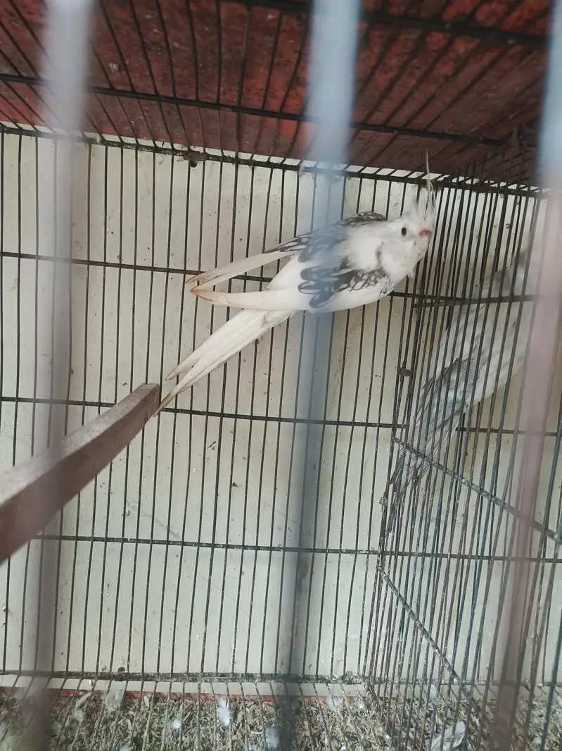 different Cockatiel for sale home breed including emerald — photo 10