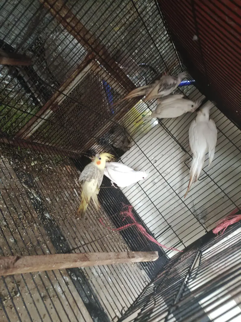 different Cockatiel for sale home breed including emerald — photo 11
