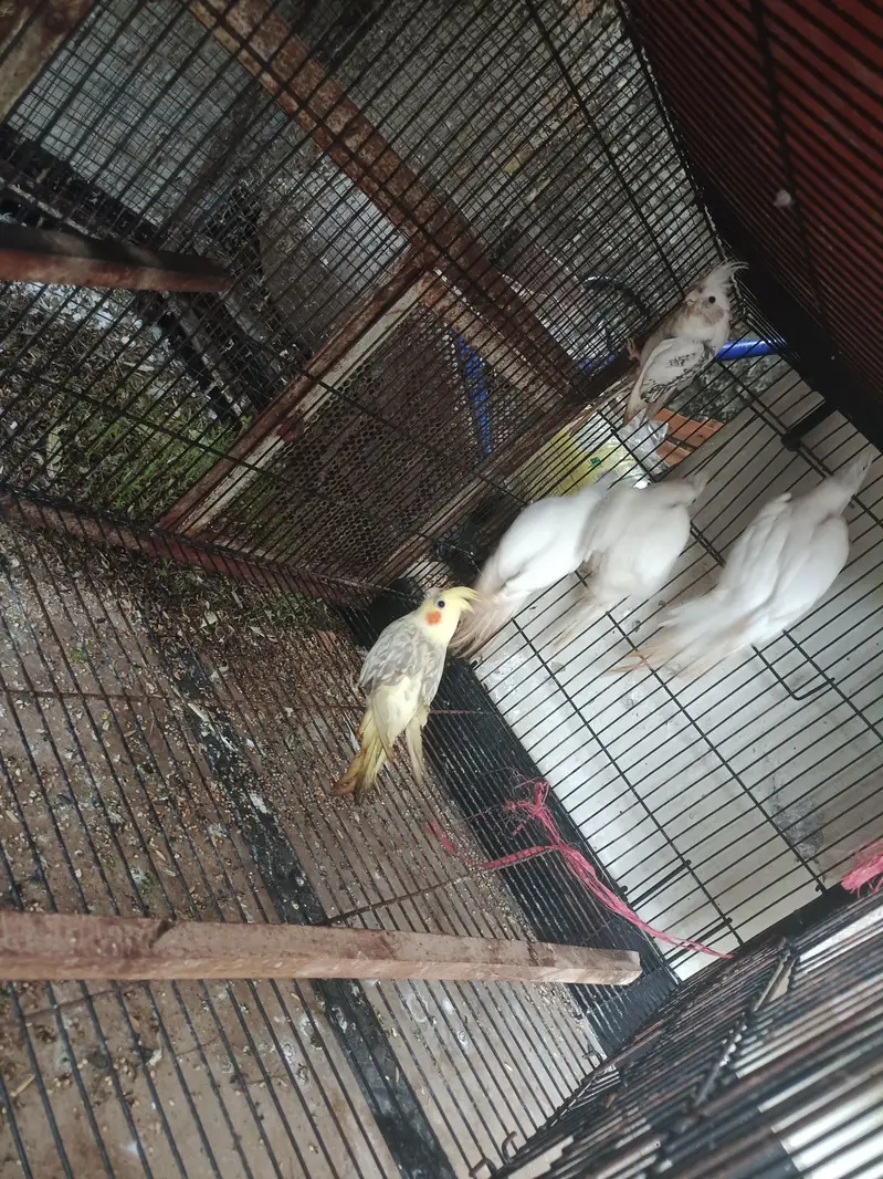 different Cockatiel for sale home breed including emerald — photo 12