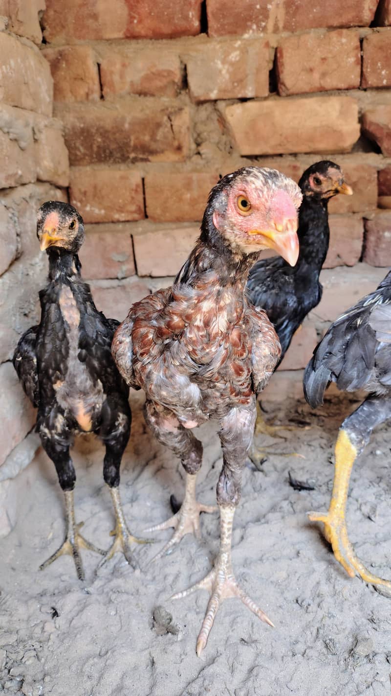 ٹھیکرے اصیل چوزے 3