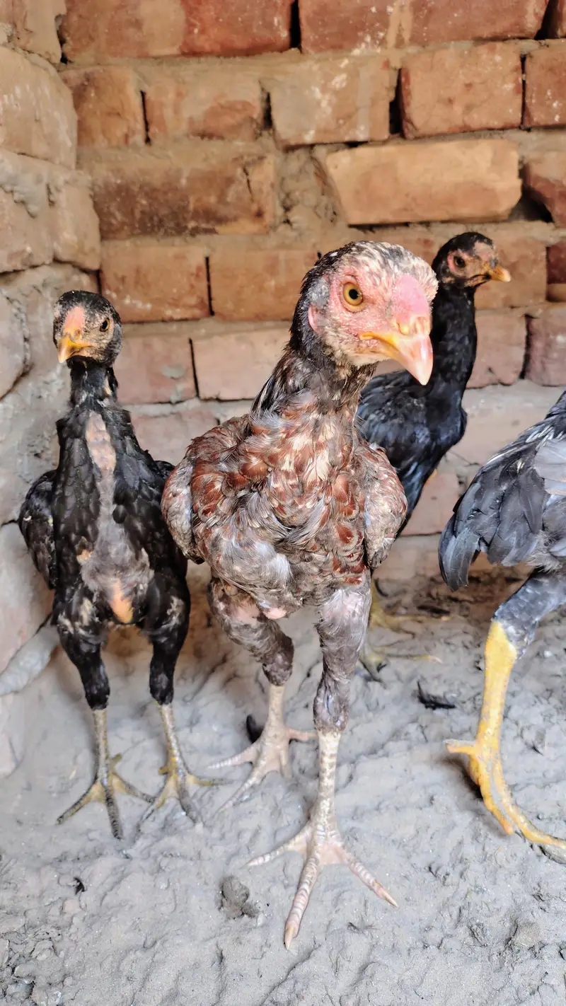 ٹھیکرے اصیل چوزے — photo 4