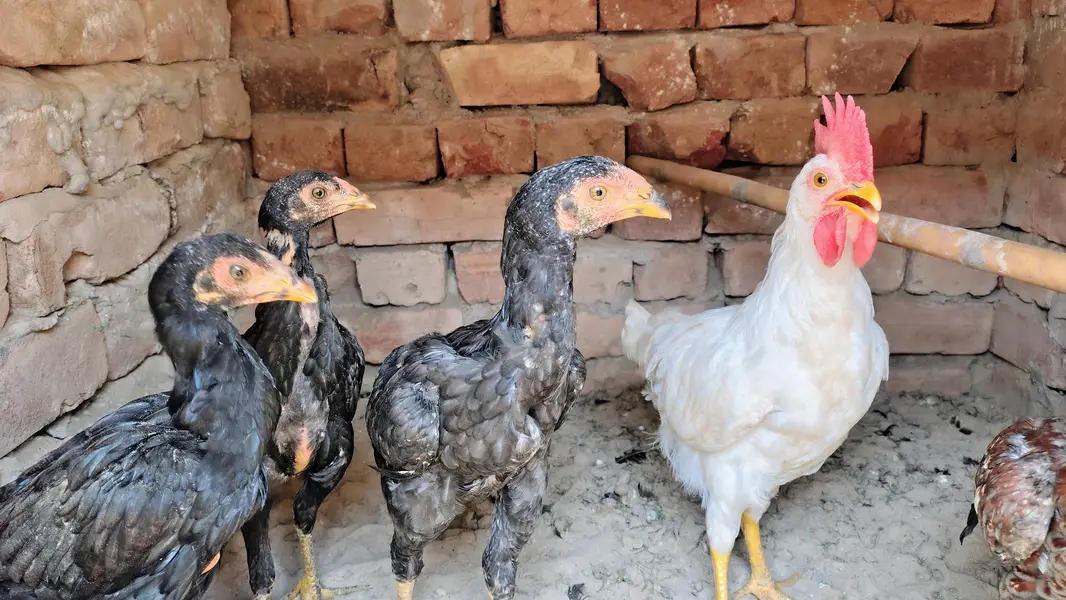 ٹھیکرے اصیل چوزے — photo 6