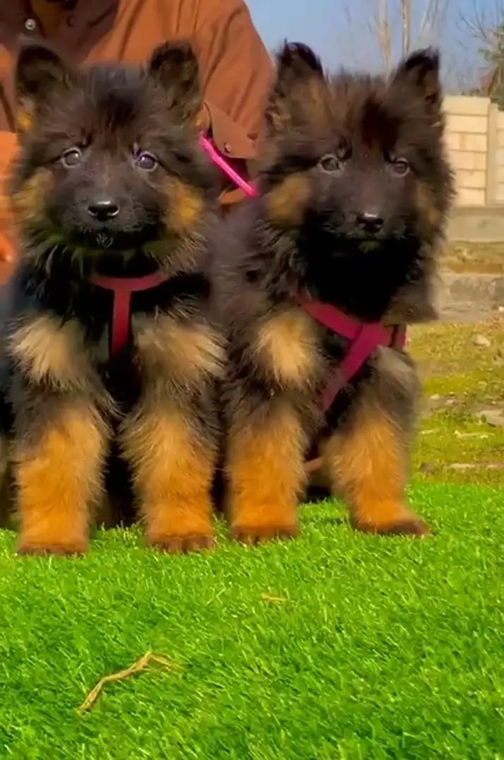 Gurman Shaft Dog My WhatsApp 03057080474 ///@&#$@_#54_@ — photo 2