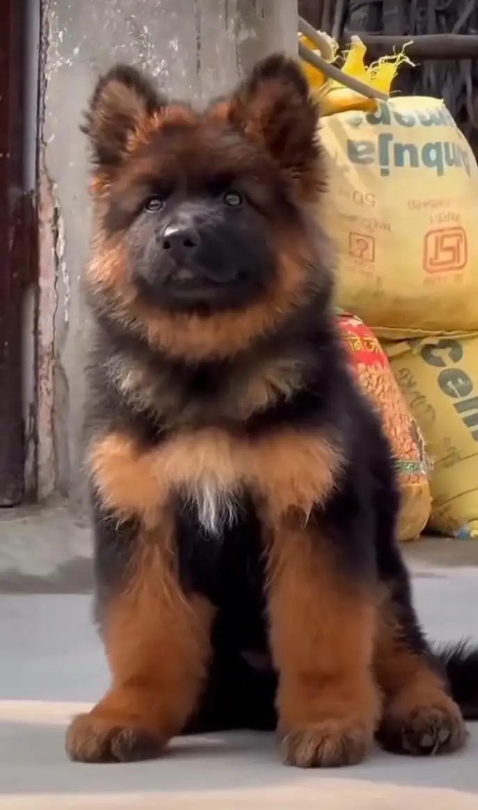 Gurman Shaft Dog My WhatsApp 03057080474 ///@&#$@_#54_@ — photo 5