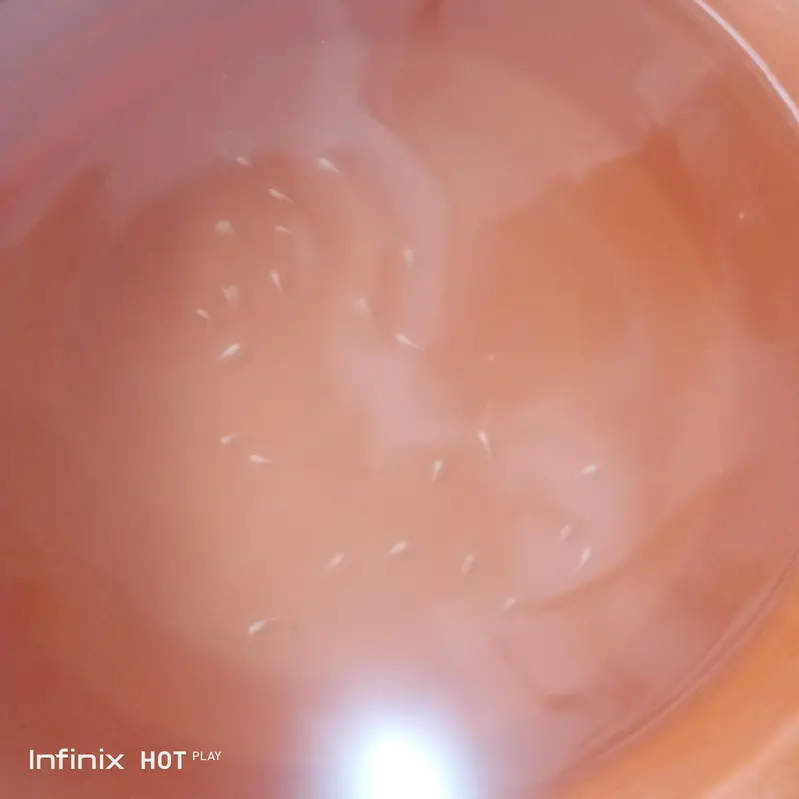 Molly fish babies