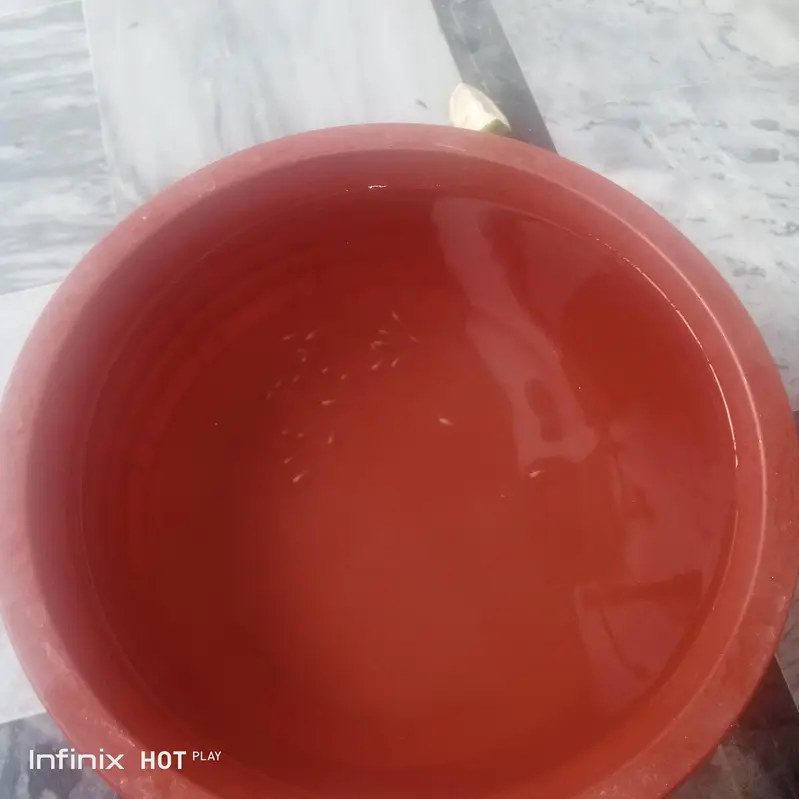 Molly fish babies — photo 2