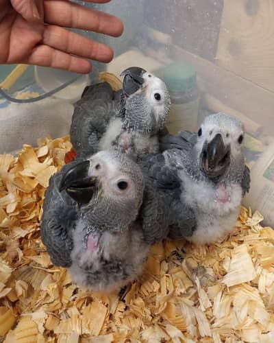 African grey parrot cheeks for sale 0326/5946/493