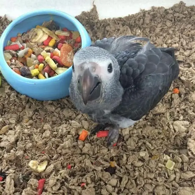 African grey parrot cheeks for sale 0326/5946/493 — photo 3