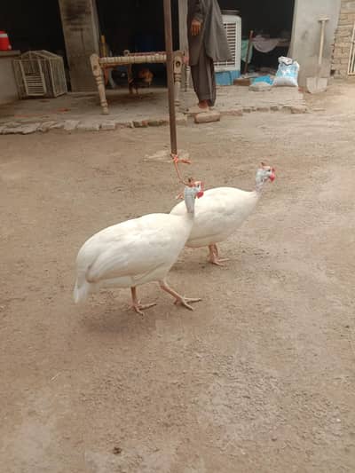 white breeder chaker pair  for sale