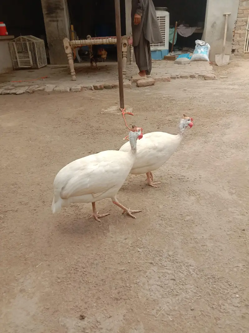 white breeder chaker pair  for sale