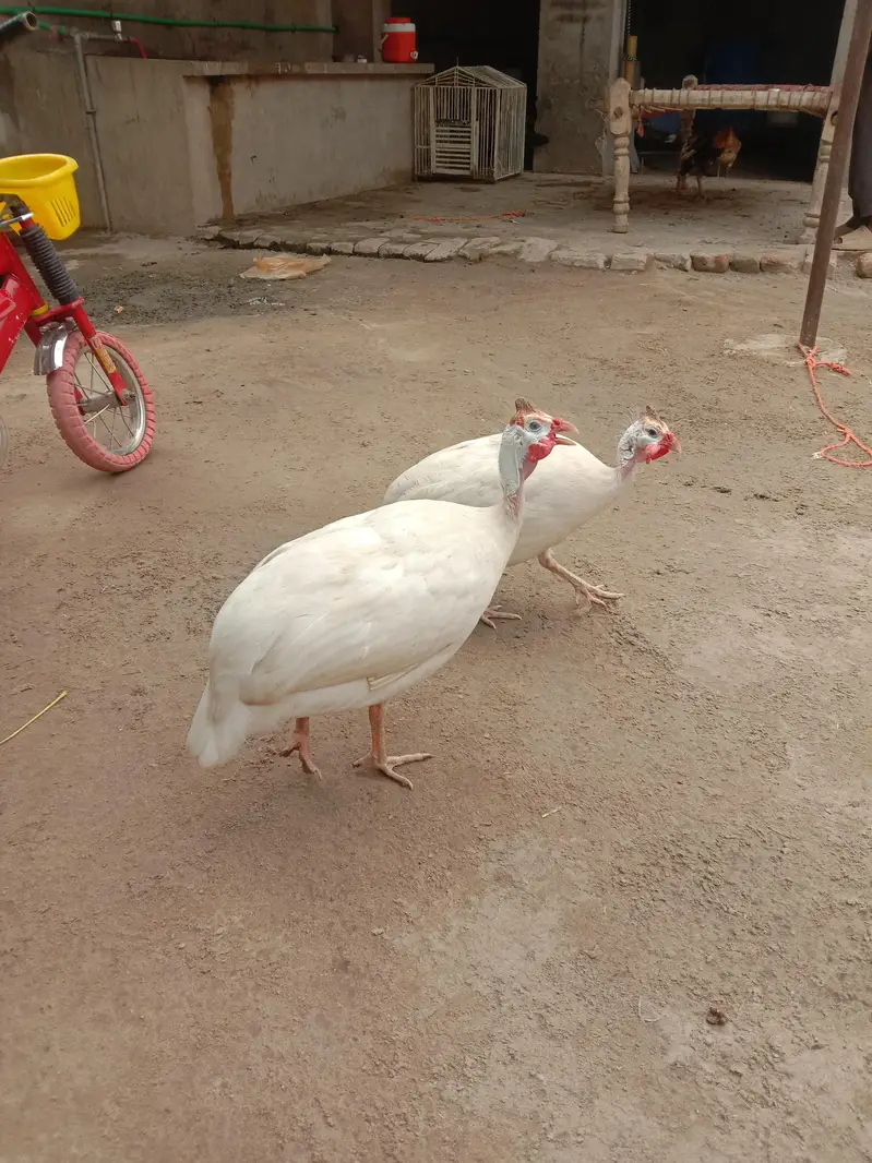 white breeder chaker pair  for sale — photo 2