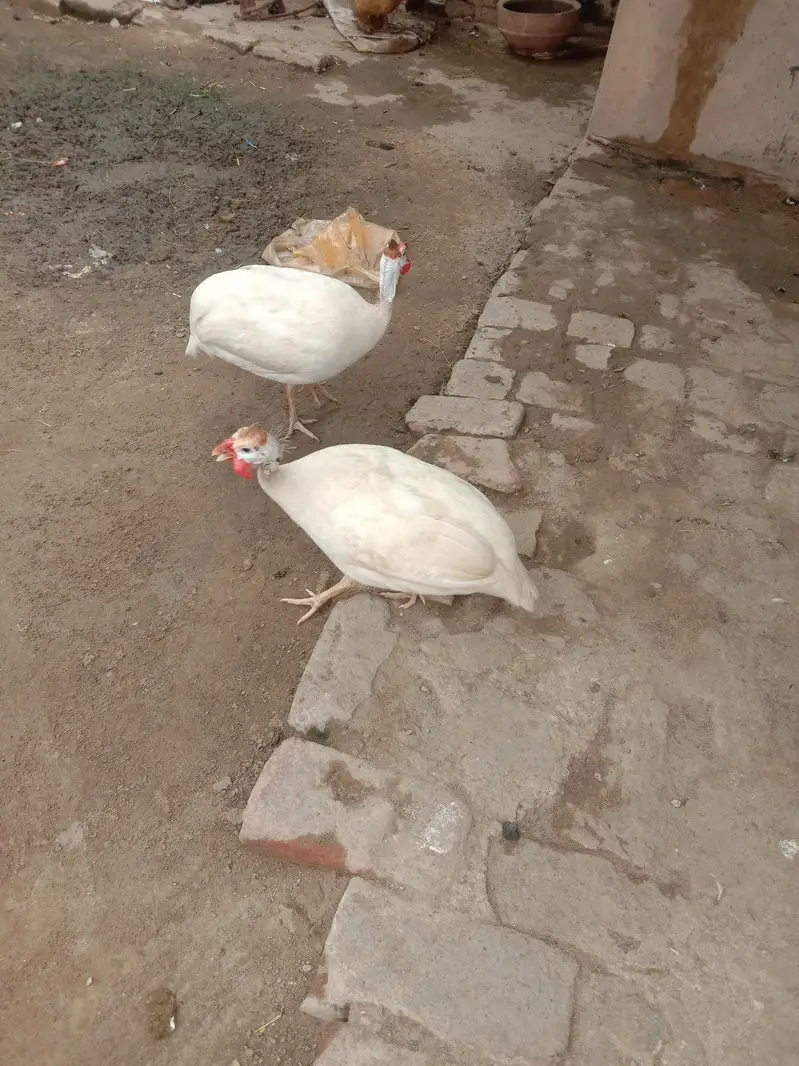 white breeder chaker pair  for sale — photo 3