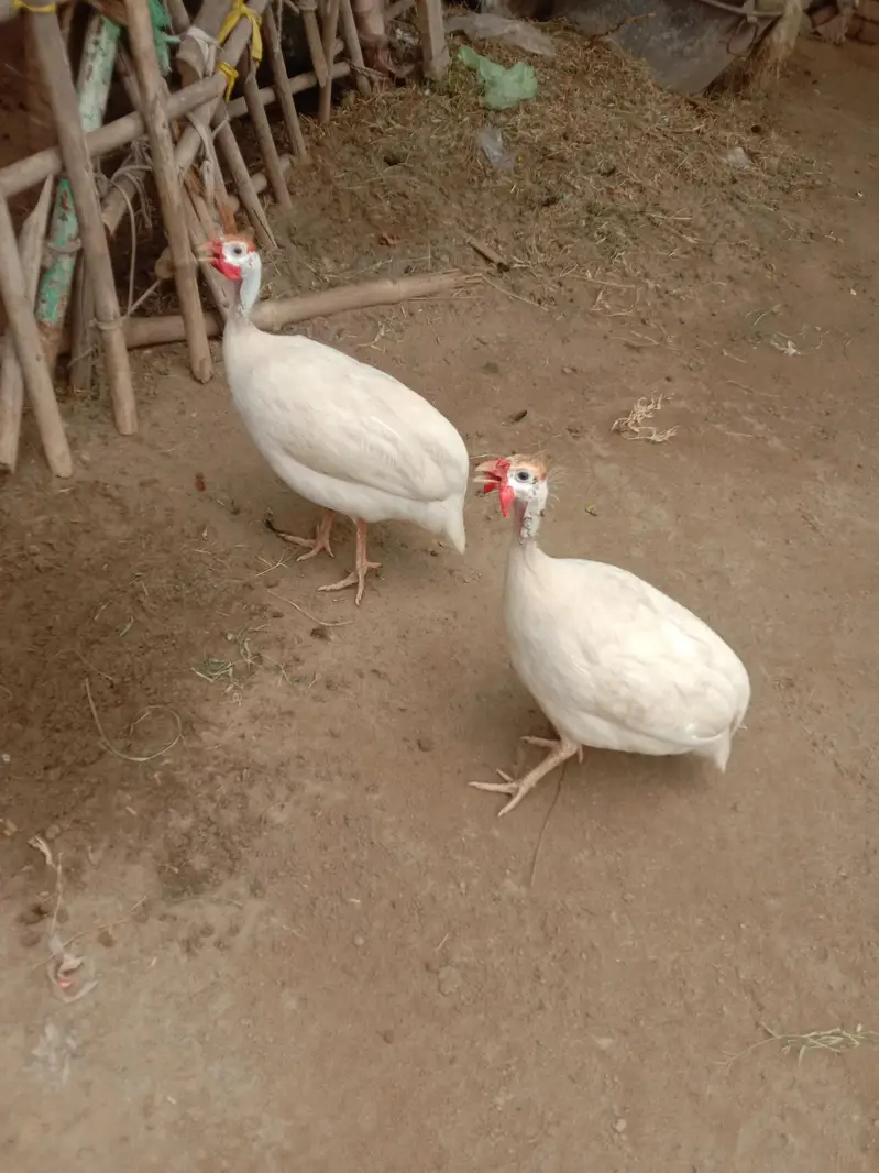 white breeder chaker pair  for sale — photo 4